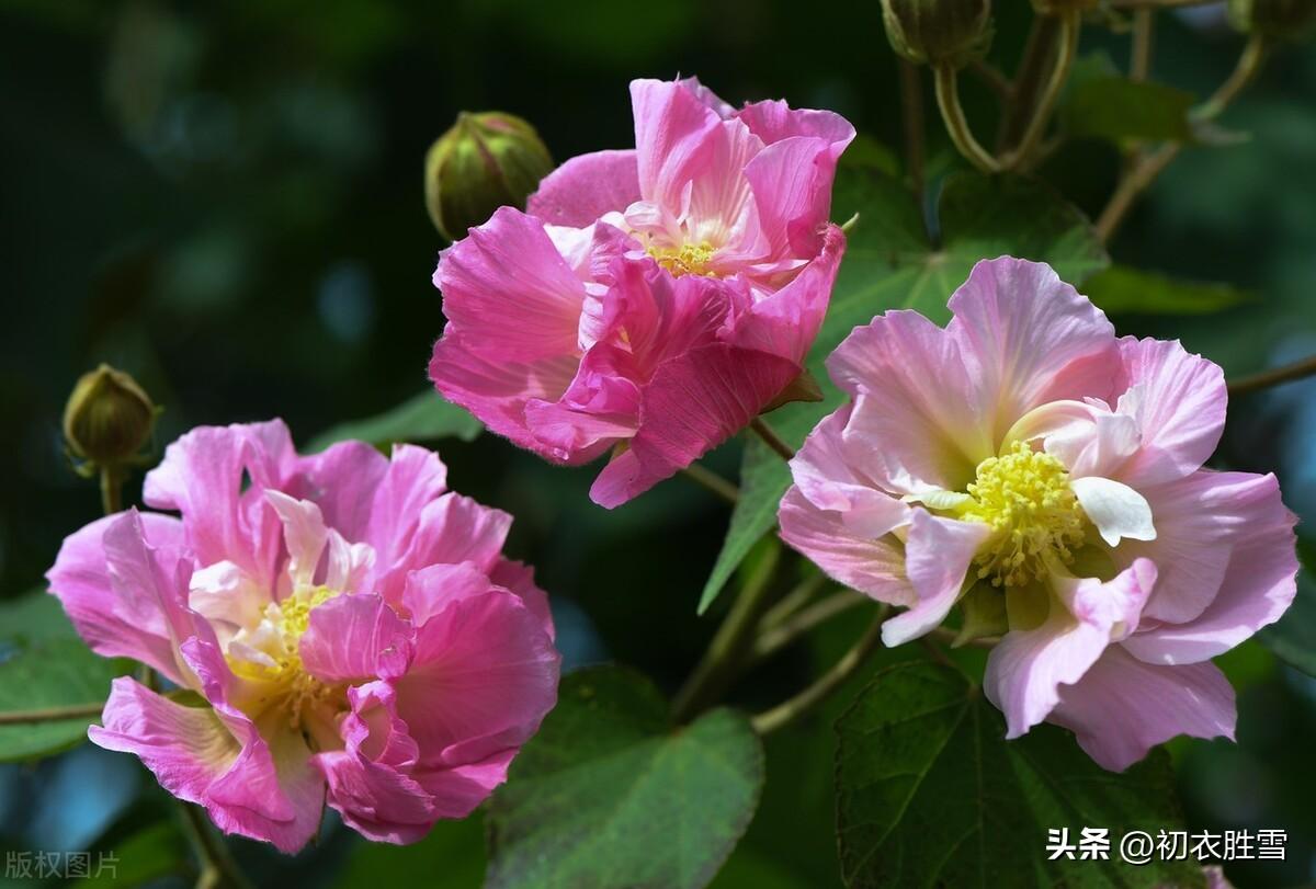 霜秋拒霜花六首诗词（落尽群花独自芳，红英浑欲拒严霜）