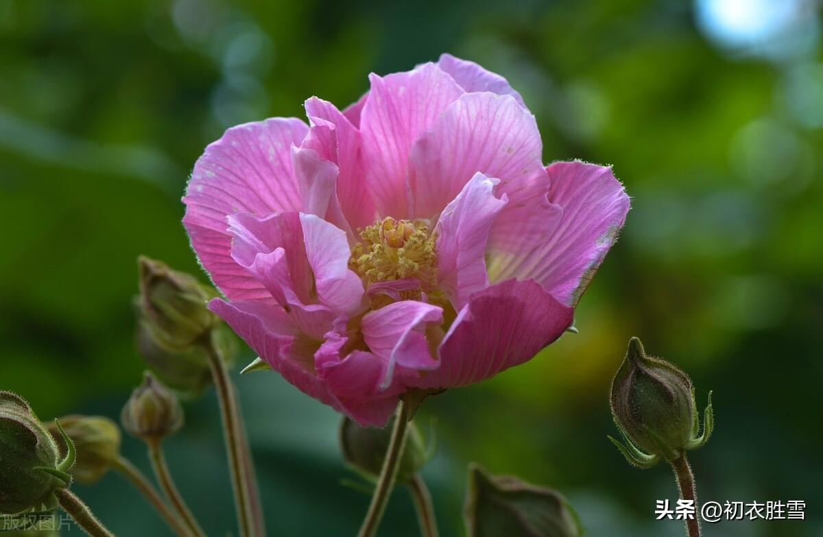 霜秋拒霜花六首诗词（落尽群花独自芳，红英浑欲拒严霜）