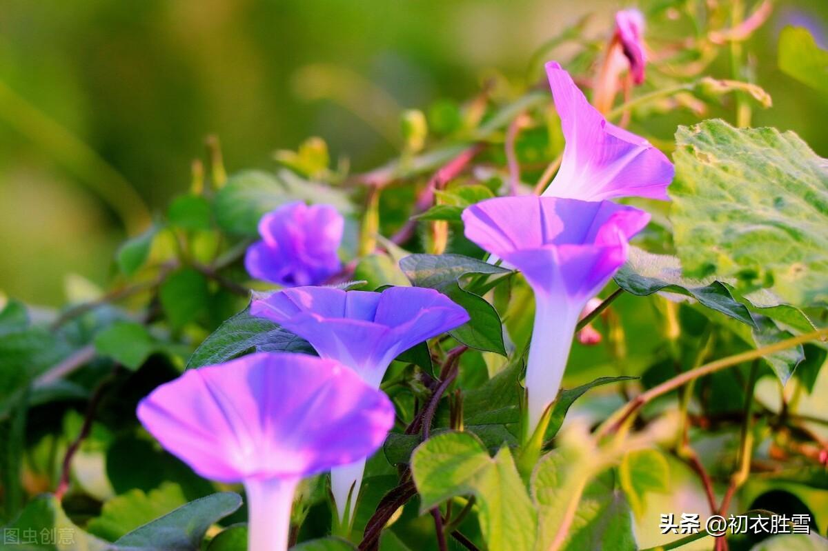 牵牛花六首古诗（青花绿叶上疏篱，篱笆处处碧牵牛）