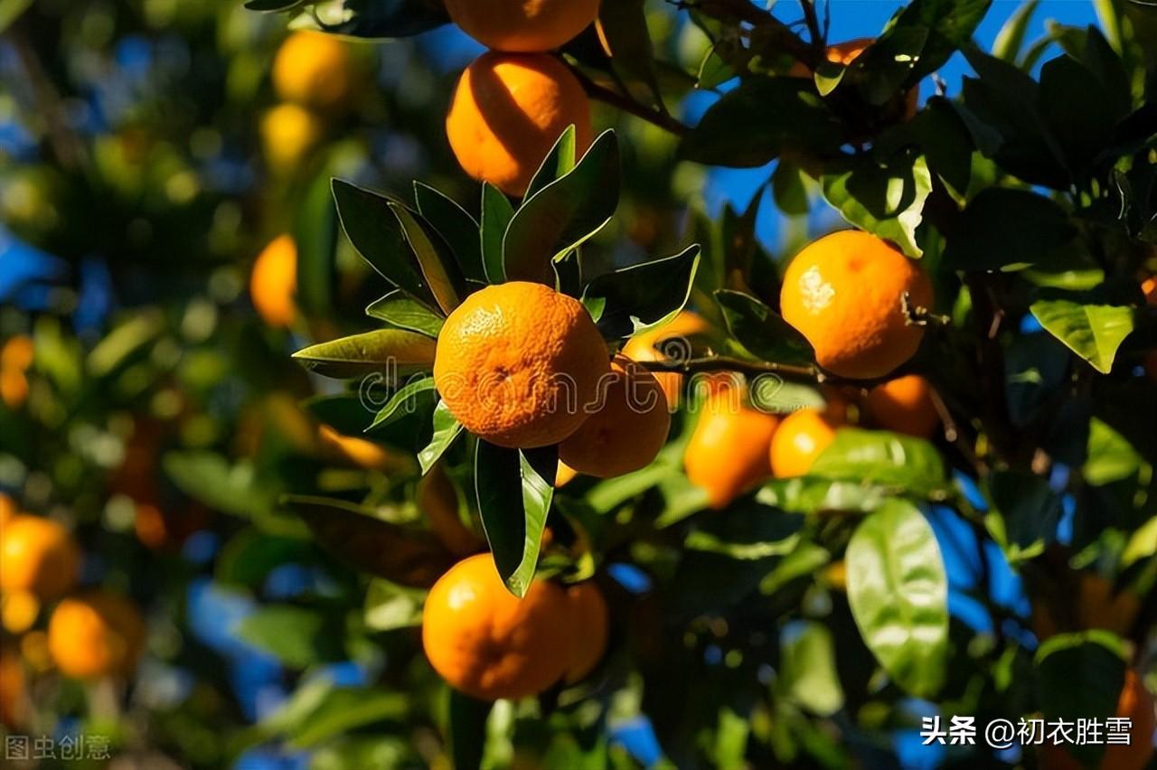 秋分节气六首古诗赏析（寒暑喜均平，欢喜入秋分）