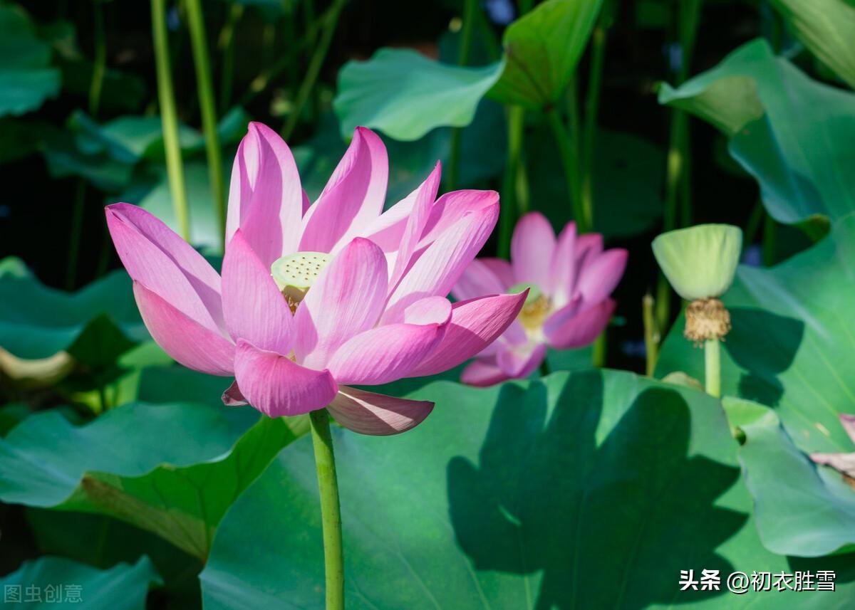 清新荷花五首诗词（新秋凉露湿荷丛，新秋露风荷吹香）