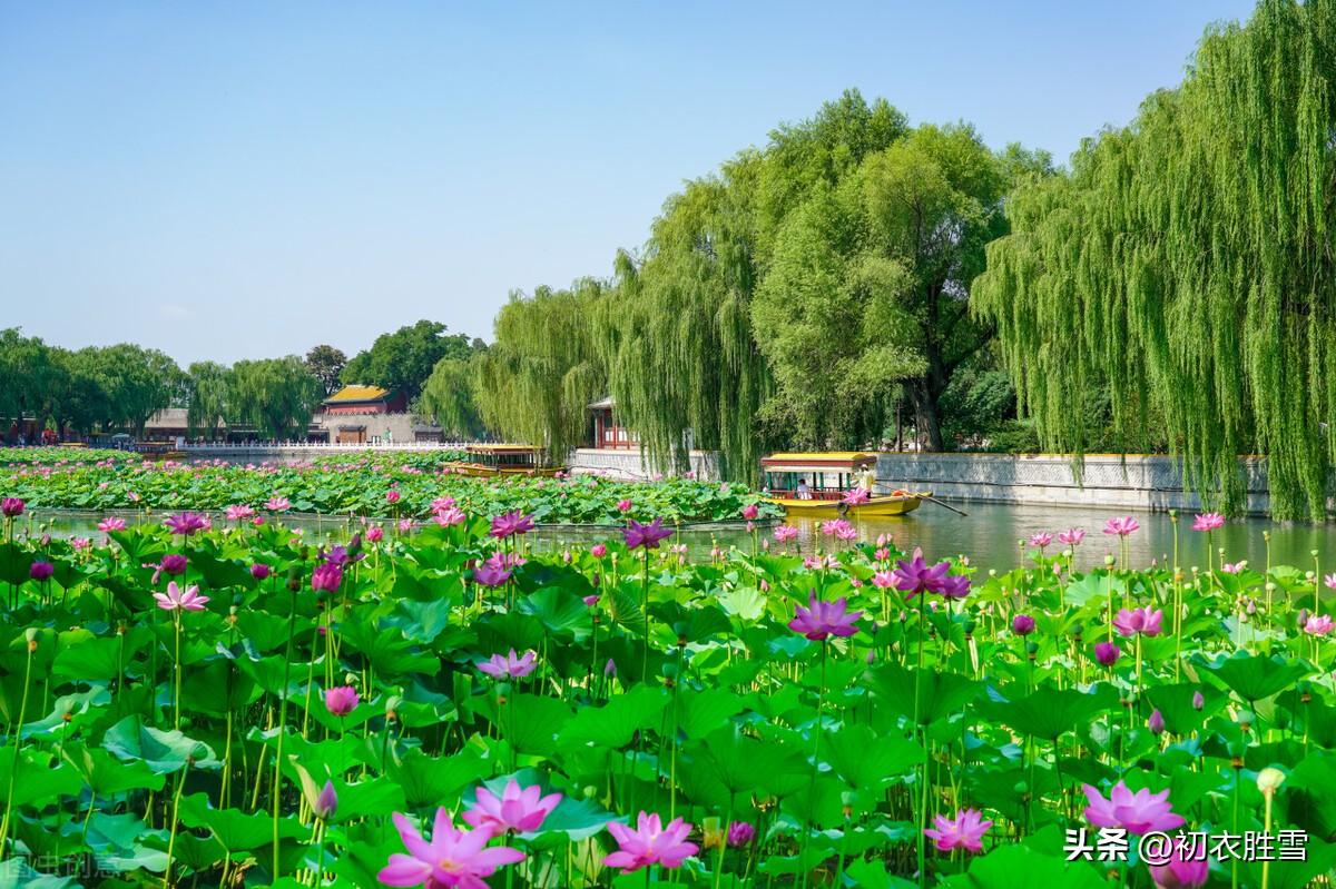 清丽早秋秋柳六首古诗（屋头杨柳绿参差，早秋风物似春时）