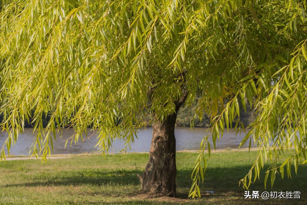 清丽早秋秋柳六首古诗（屋头杨柳绿参差，早秋风物似春时）