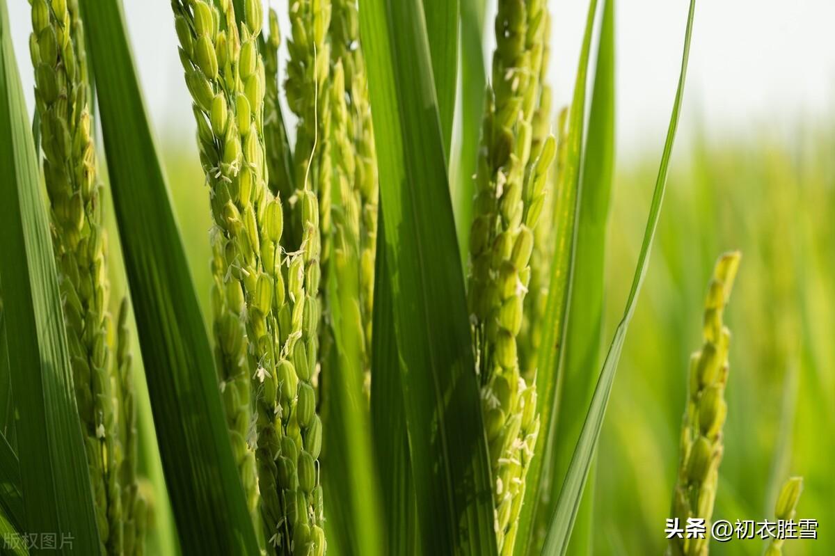 晚夏稻花五首诗词（最是稻花莲叶里，乱飞萤火似繁星）