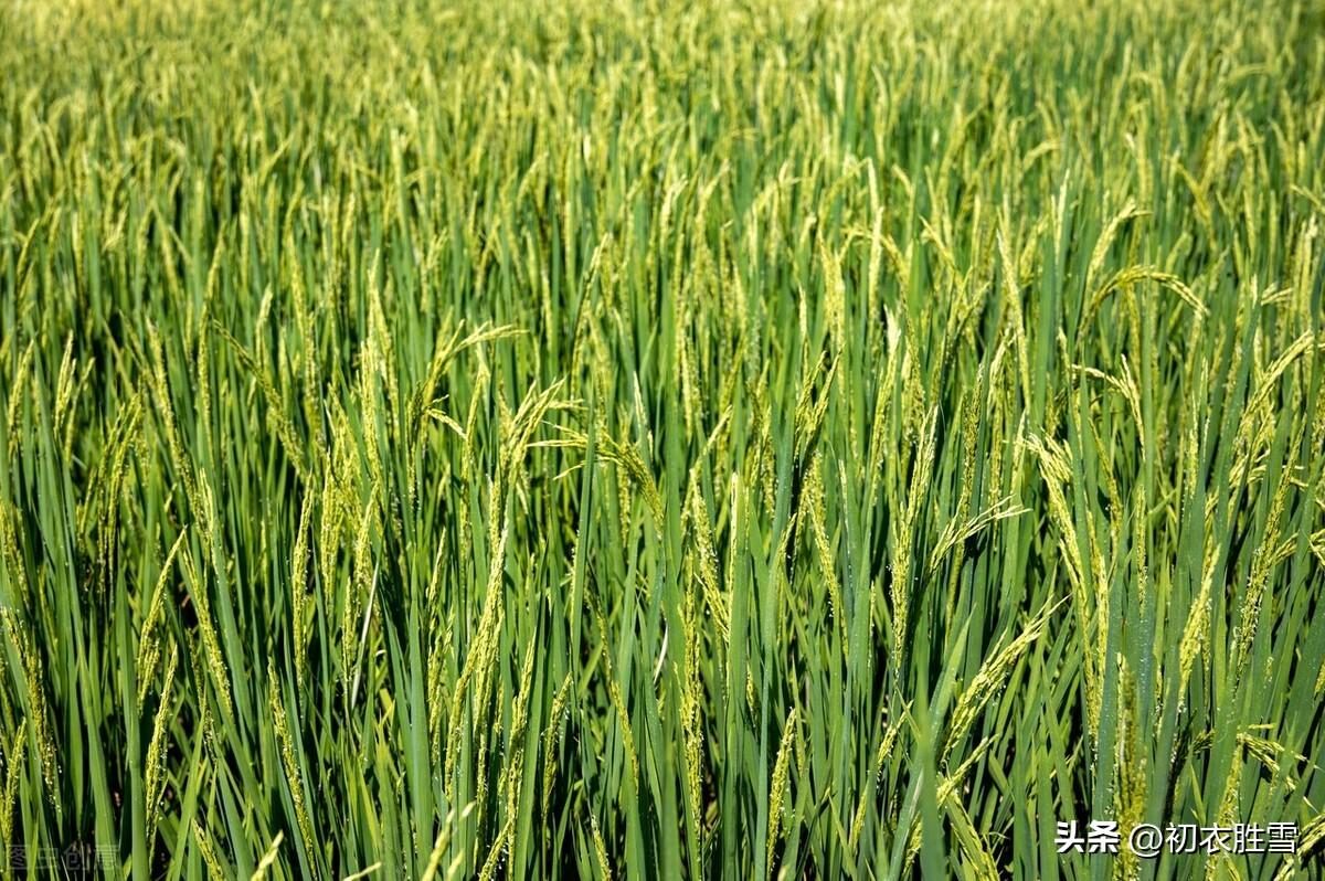 晚夏稻花五首诗词（最是稻花莲叶里，乱飞萤火似繁星）