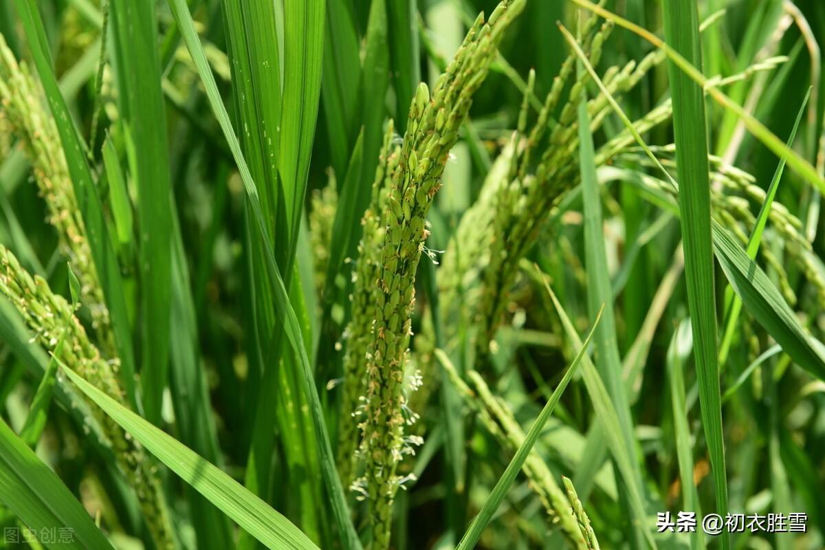 晚夏稻花五首诗词（最是稻花莲叶里，乱飞萤火似繁星）