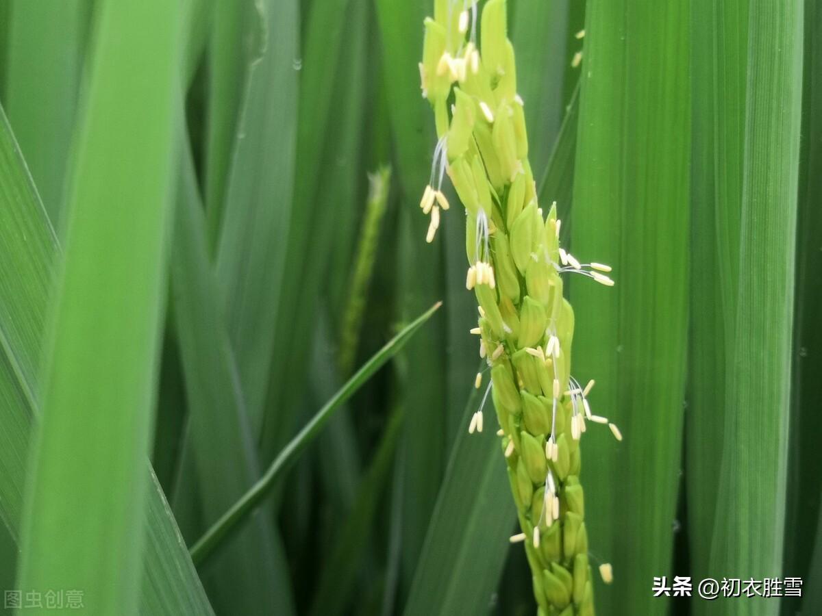 晚夏稻花五首诗词（最是稻花莲叶里，乱飞萤火似繁星）