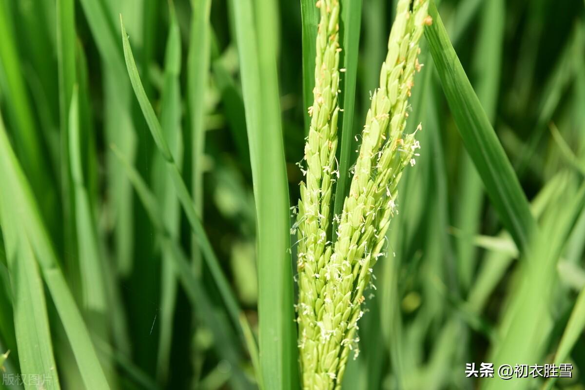 晚夏稻花五首诗词（最是稻花莲叶里，乱飞萤火似繁星）