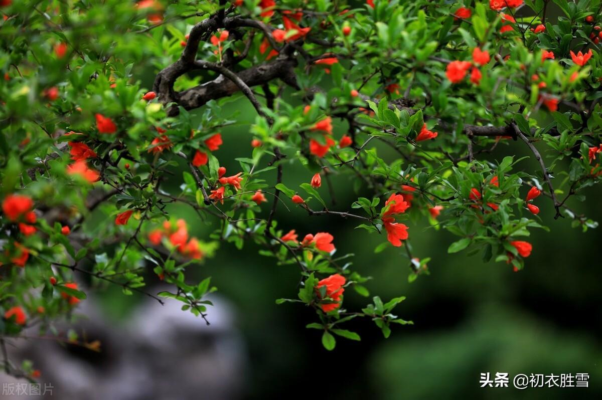 石榴诗词七首赏析（岁岁酬端午，火德盛榴花）