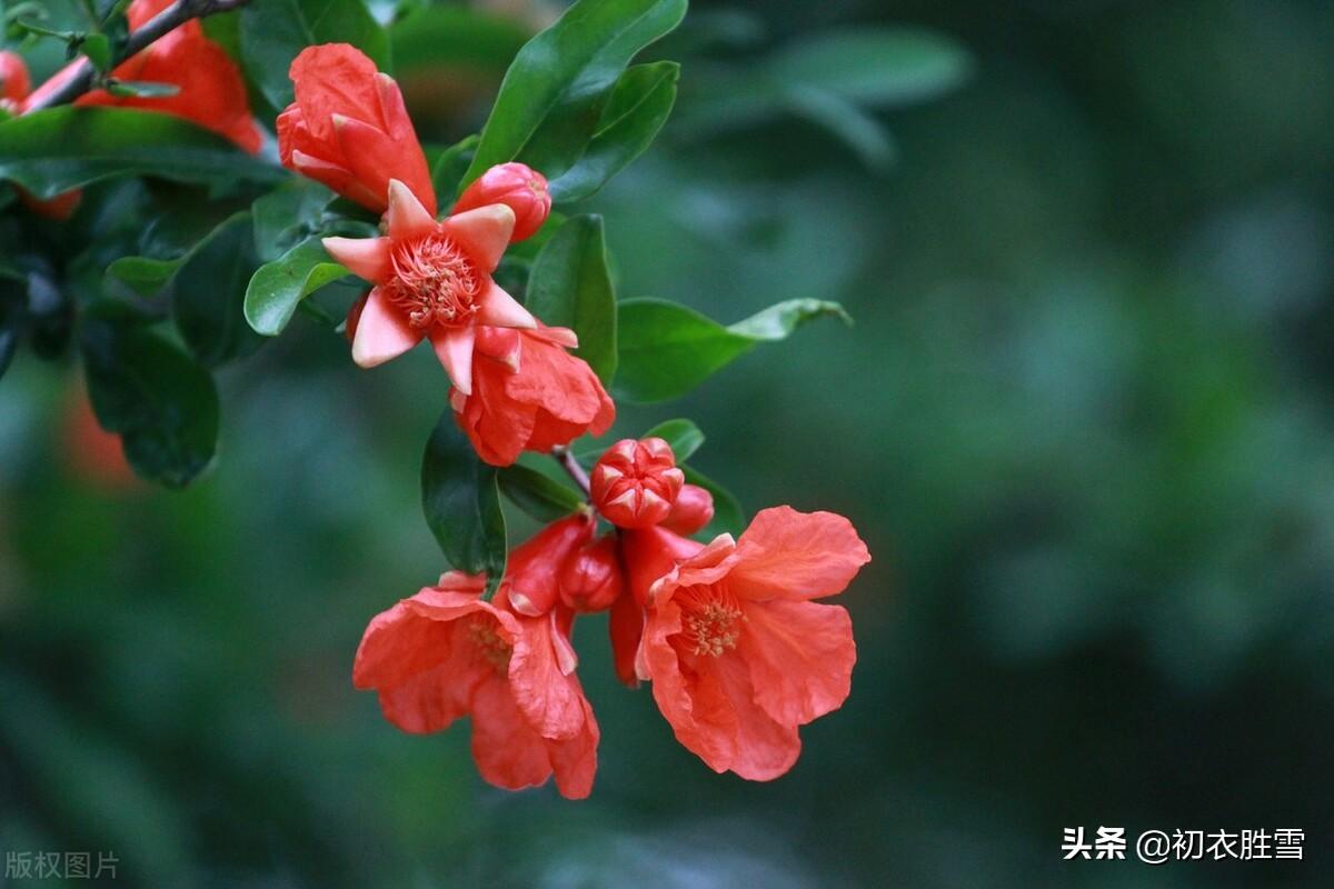 石榴花唯美古诗大全（苏轼石榴花六首诗词）