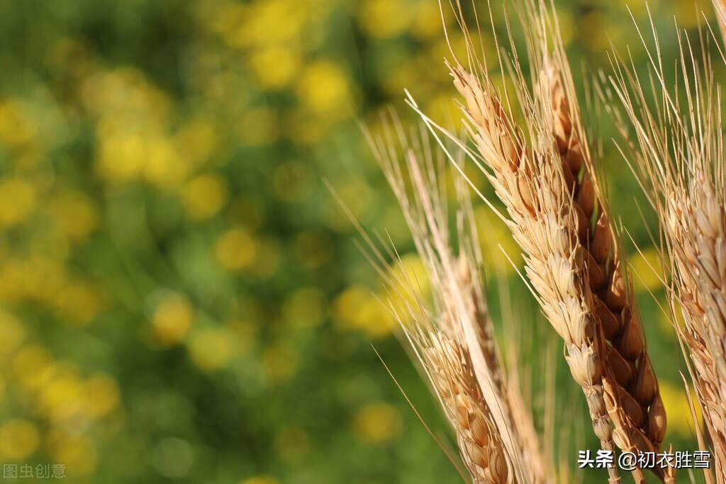 麦秋七首经典古诗（麦秋桑叶大，麦秋田野喧）