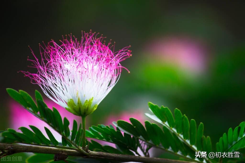 萱草合欢七首诗词（中庭植合欢，满庭萱草长）