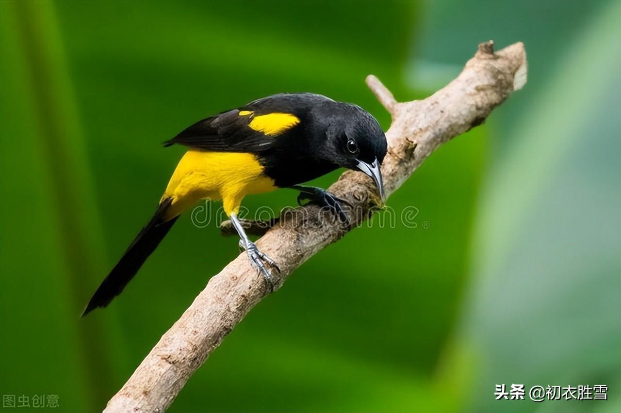 送春古诗七首鉴赏（芳菲歇去何须恨，夏木阴阴正可人）