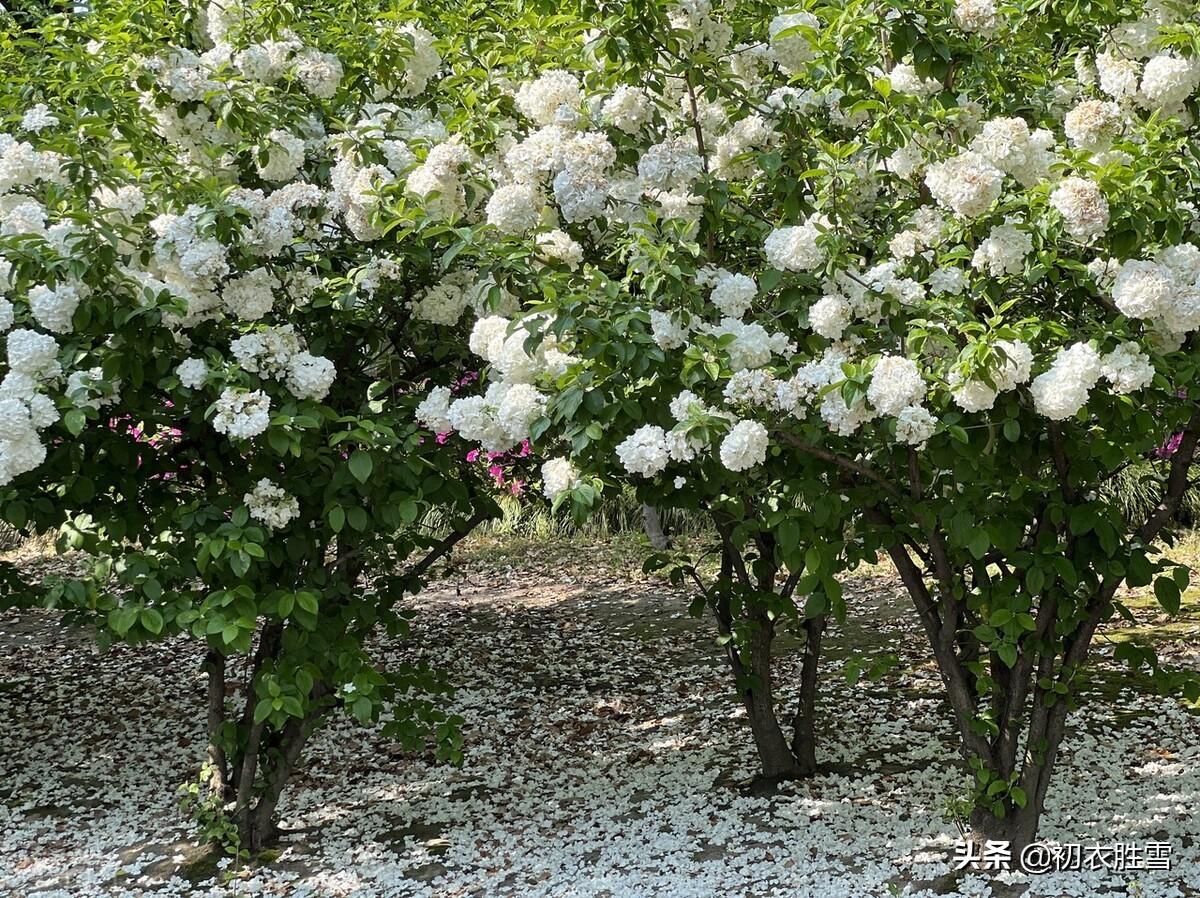 送春古诗七首鉴赏（芳菲歇去何须恨，夏木阴阴正可人）