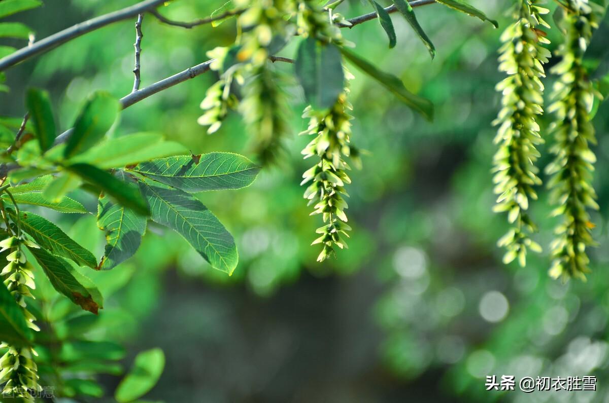 晚春枫杨六首古诗（榉柳枝枝弱，榉柳侵帘绿）