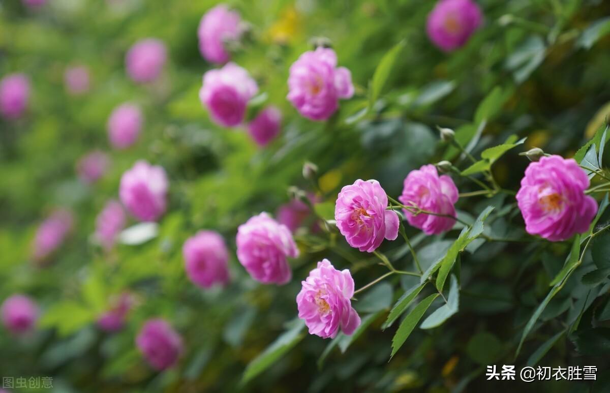 春雨蔷薇六首绝句诗词（烂漫红英带雨羞，过雨蔷薇万点红）