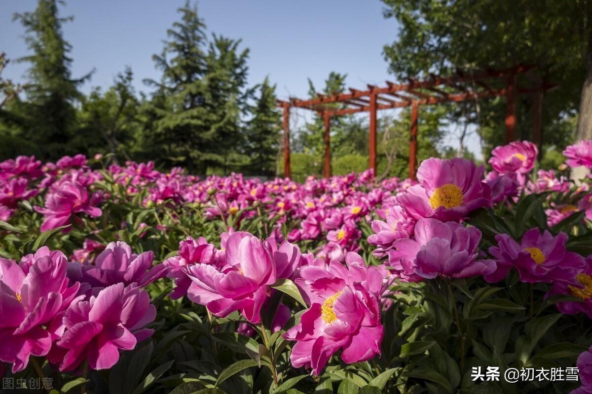 晚春芍药六首优美古诗（芍药承春宠，何曾羡牡丹）