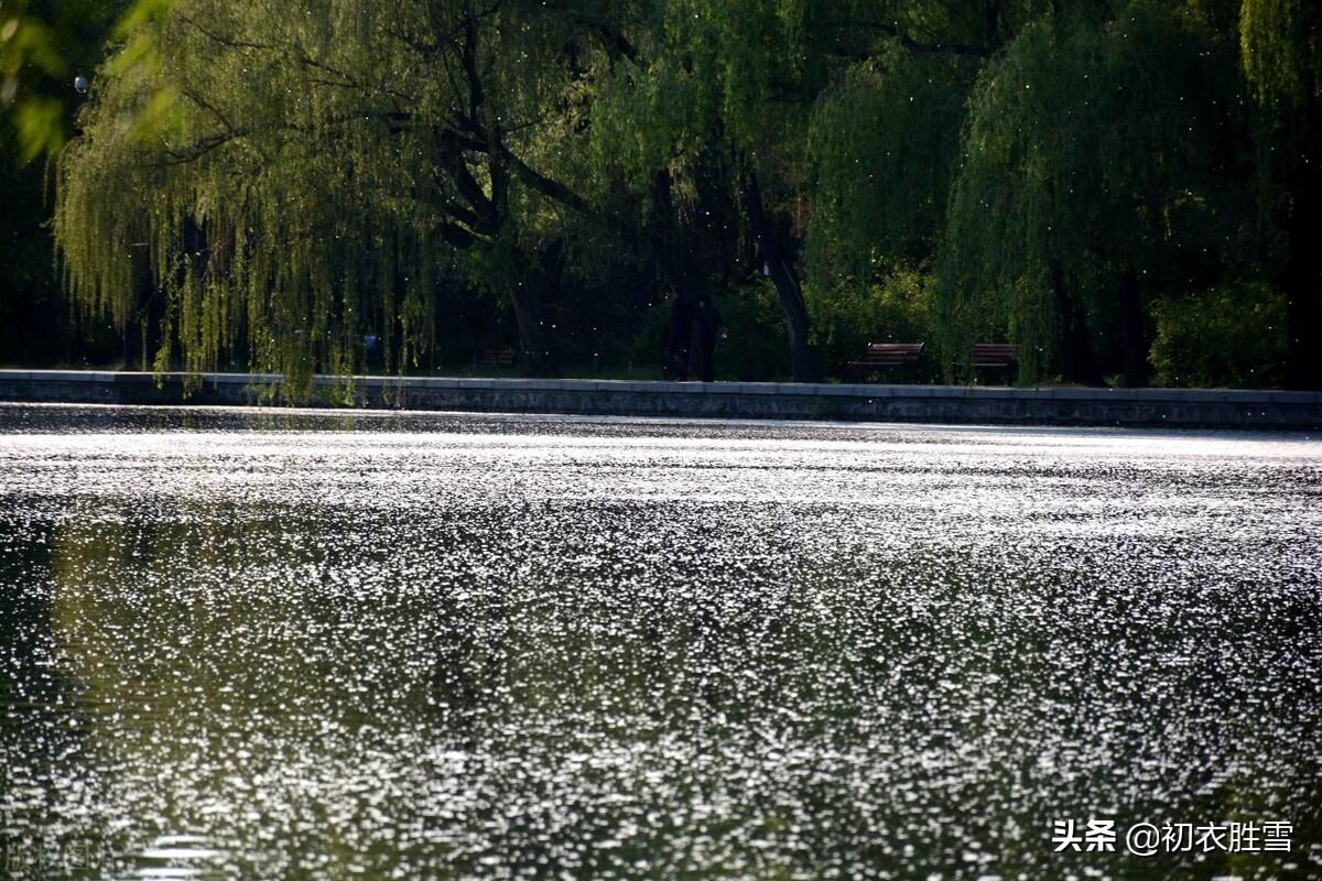 晚春柳花七首古诗（柳老春深日又斜，寻逐春风捉柳花）