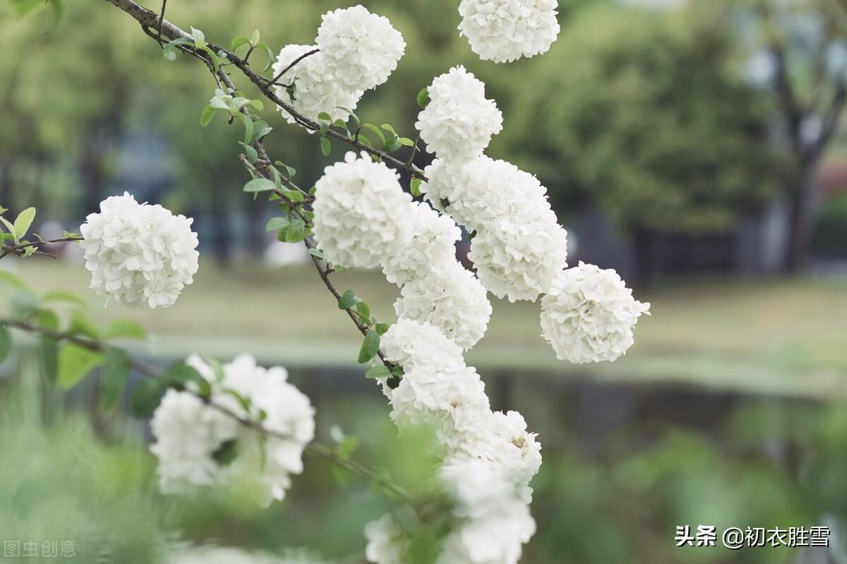 晚春绣球花六首诗词（疑是琼瑶初琢就，一团香雪滚春风）