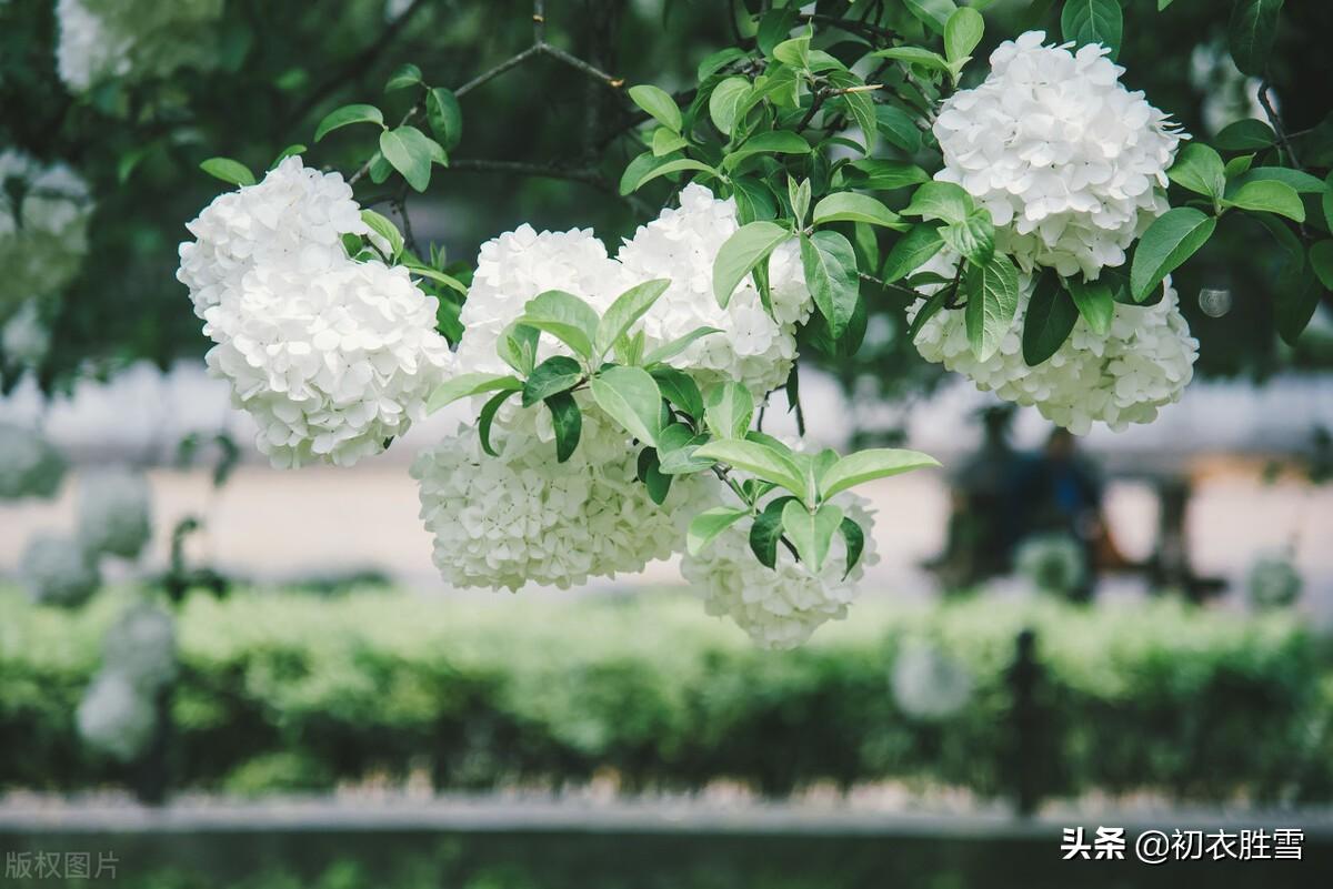 晚春绣球花六首诗词（疑是琼瑶初琢就，一团香雪滚春风）