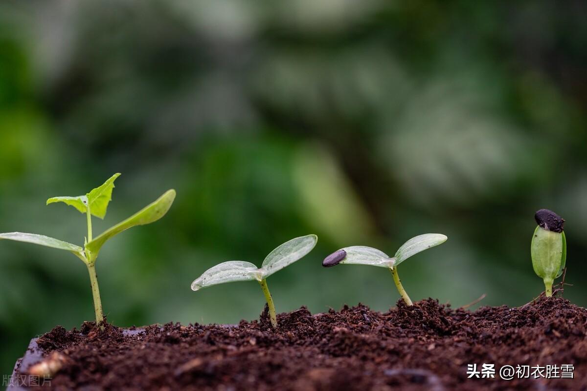 清旷早春四首优美诗词名句（江旷春潮白，山长晓岫青）