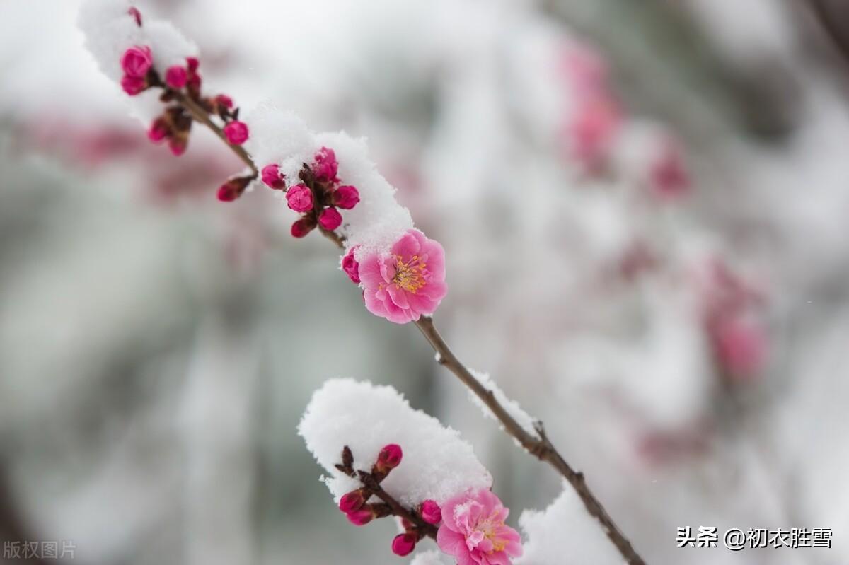 花有岁寒心，冰雪峙气骨（文天祥梅花三首经典古诗）