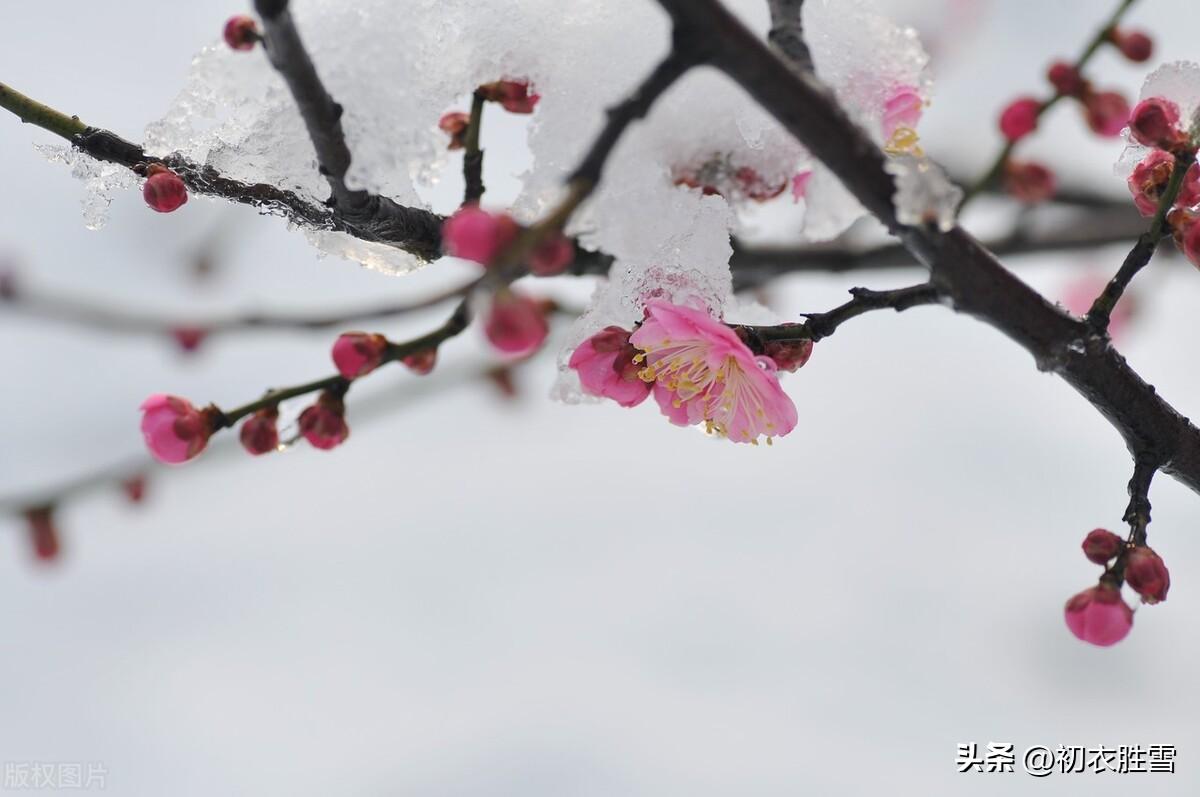 花有岁寒心，冰雪峙气骨（文天祥梅花三首经典古诗）