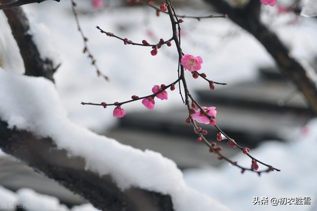 花有岁寒心，冰雪峙气骨（文天祥梅花三首经典古诗）