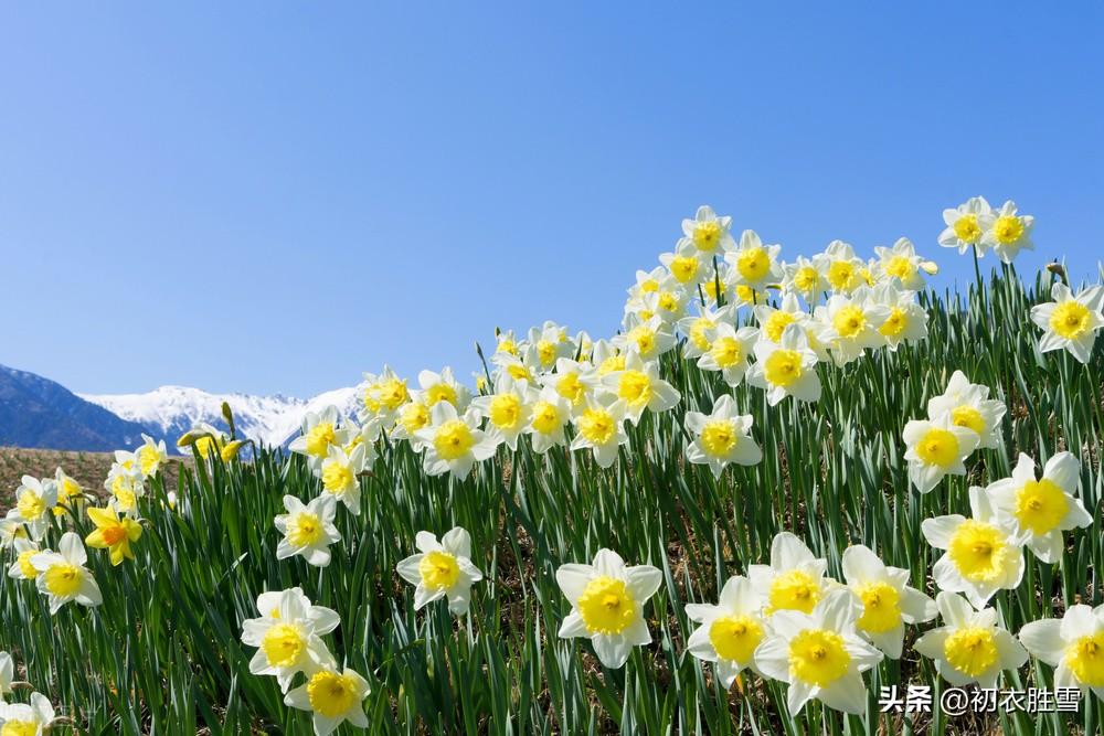 水仙六首优美诗词（冬深犹有水仙花，雪打霜催更好葩）