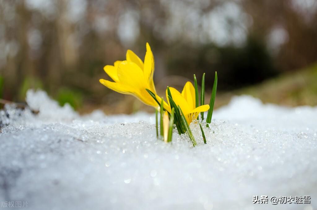 初雪六首优美古诗词（小雪节方过，今朝雪应时）