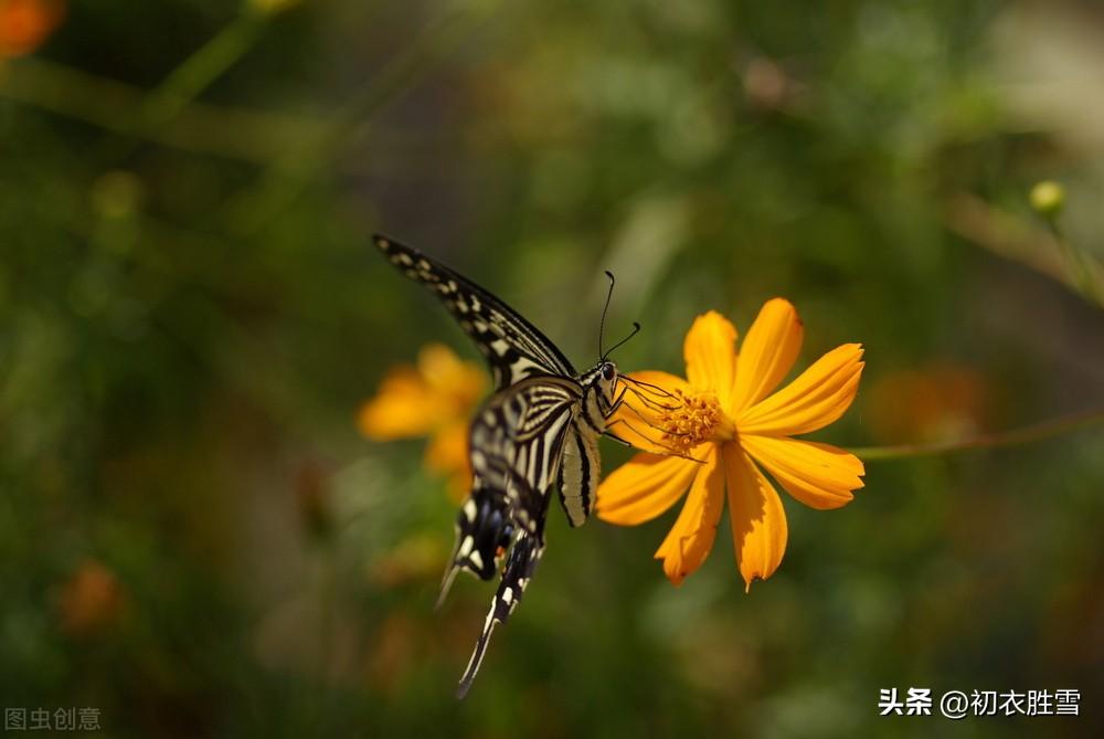 晚秋秋蝶六首古诗（蝴蝶不知身是梦，犹恋黄花雨后香）