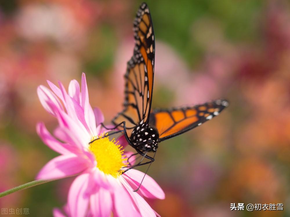 晚秋秋蝶六首古诗（蝴蝶不知身是梦，犹恋黄花雨后香）