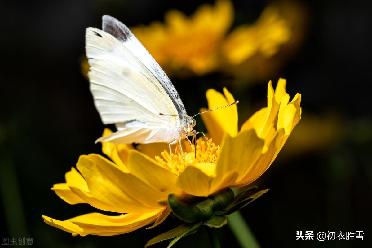 晚秋秋蝶六首古诗（蝴蝶不知身是梦，犹恋黄花雨后香）