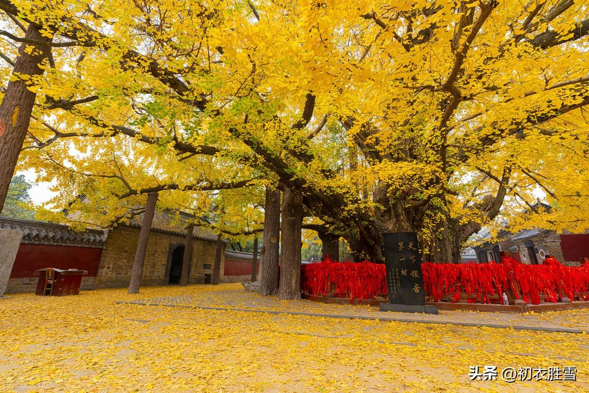 晚秋黄叶村五首古诗（家在江南黄叶村，相逢俱是画中人）