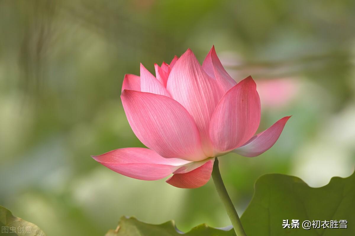 秋花芙蓉七首古诗（芙蓉生在秋江上，不向东风怨未开）