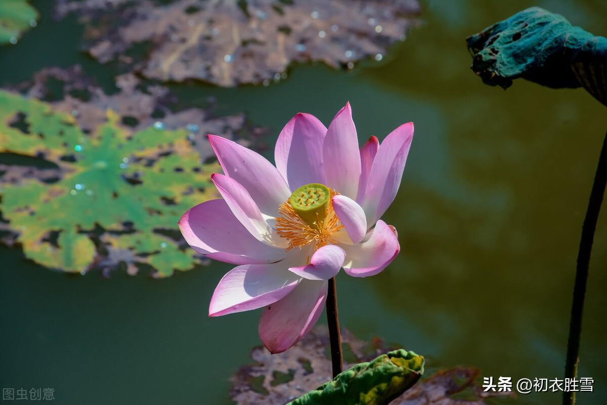 秋花芙蓉七首古诗（芙蓉生在秋江上，不向东风怨未开）