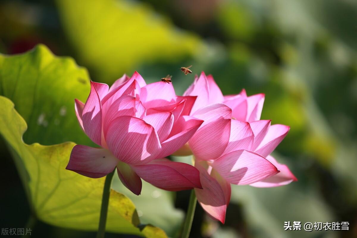 秋花芙蓉七首古诗（芙蓉生在秋江上，不向东风怨未开）