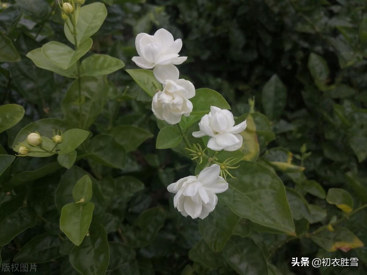 六月茉莉花五首经典诗词（茉莉花原六月梅，来伴湘波六月凉）