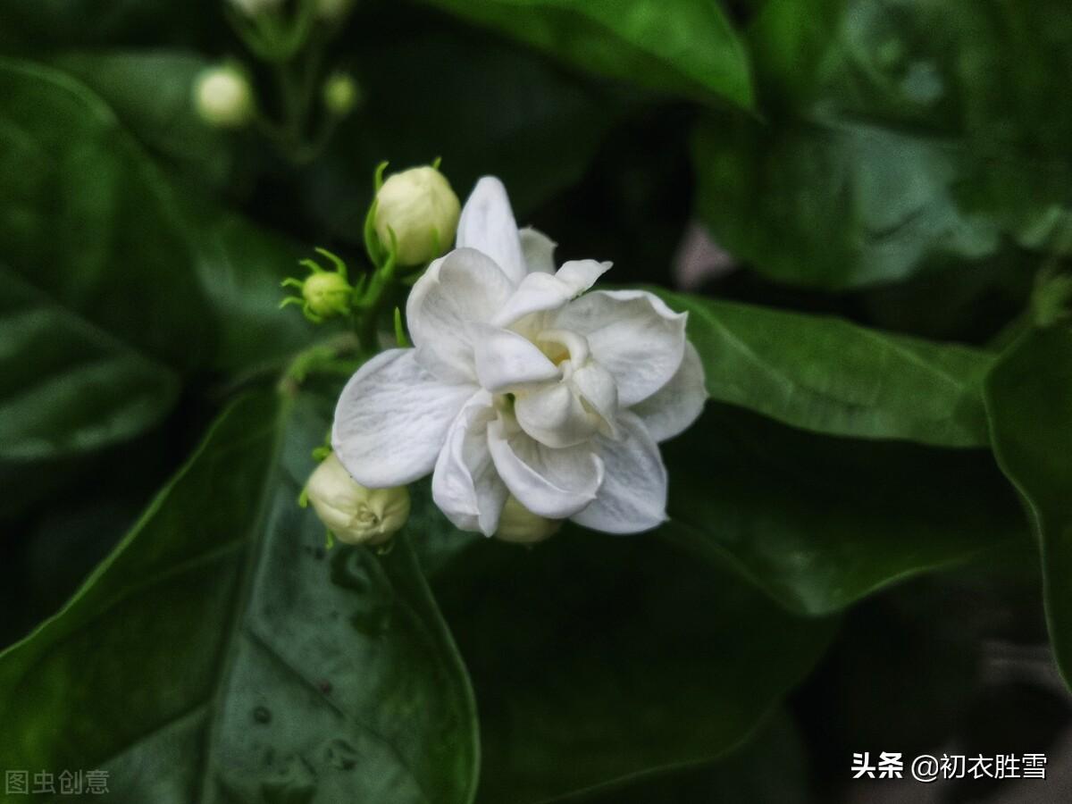 六月茉莉花五首经典诗词（茉莉花原六月梅，来伴湘波六月凉）