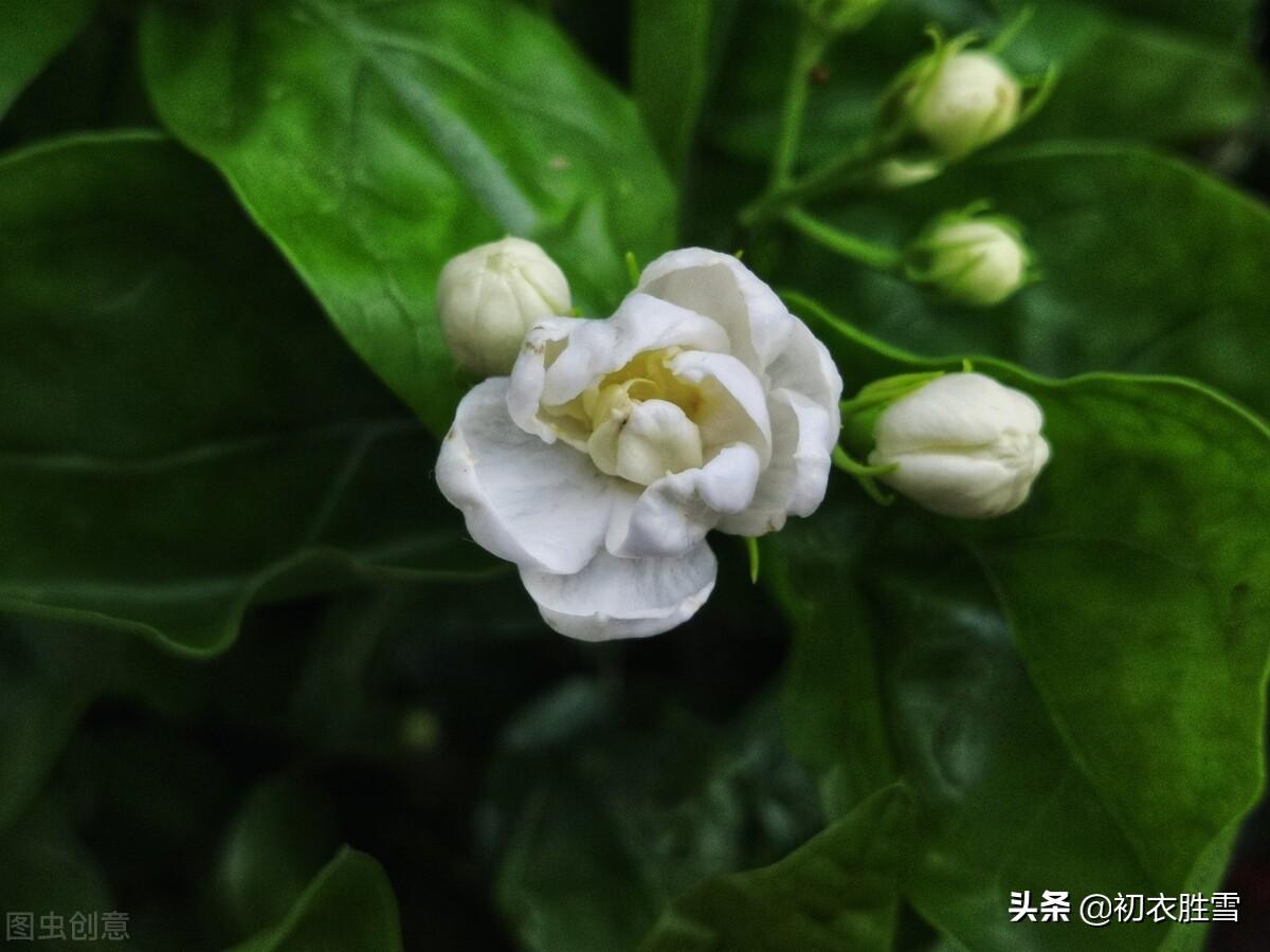 六月茉莉花五首经典诗词（茉莉花原六月梅，来伴湘波六月凉）