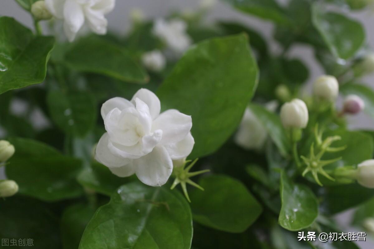 六月茉莉花五首经典诗词（茉莉花原六月梅，来伴湘波六月凉）