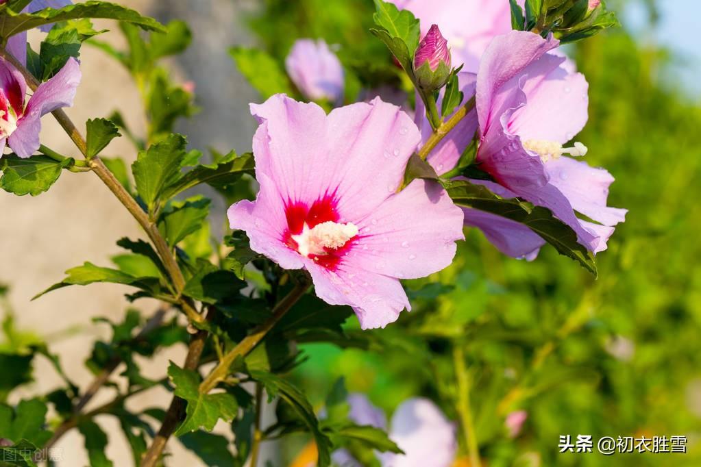 夏至节气八首古诗（槿花亦可浮杯上，槿艳繁花满树红）