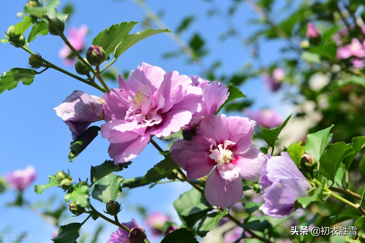 夏至节气八首古诗（槿花亦可浮杯上，槿艳繁花满树红）