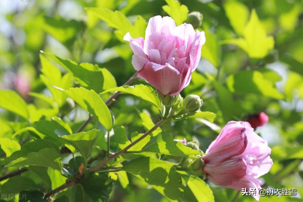 夏至节气八首古诗（槿花亦可浮杯上，槿艳繁花满树红）