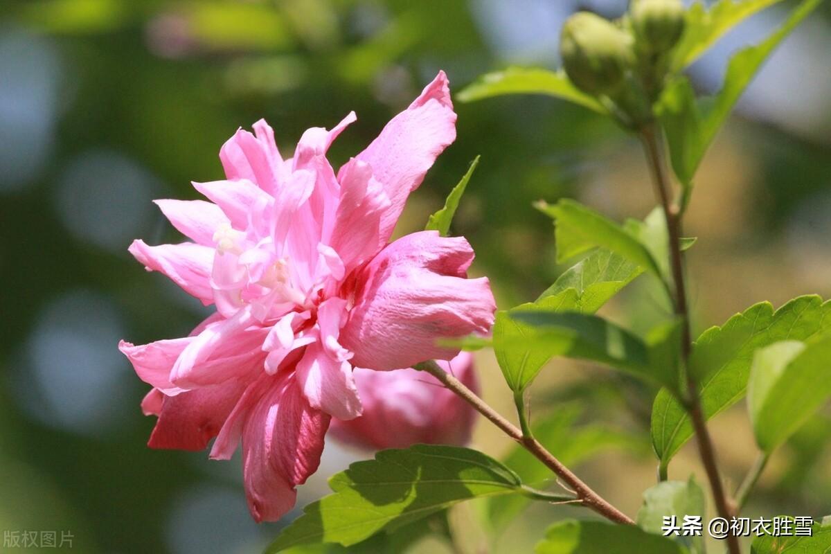 夏至节气八首古诗（槿花亦可浮杯上，槿艳繁花满树红）