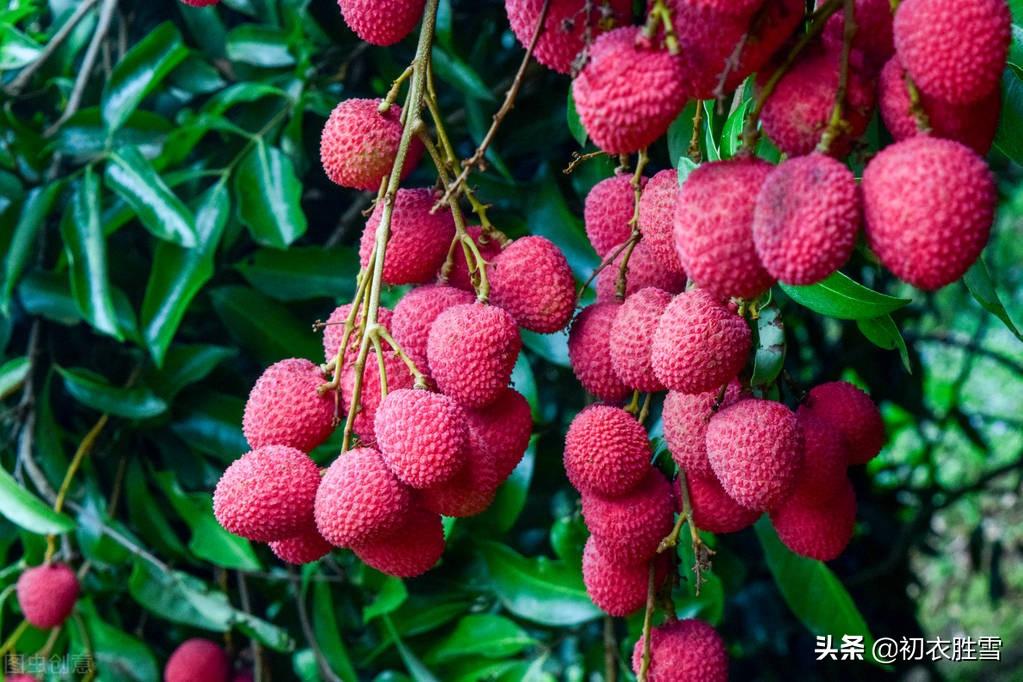 夏至六首古诗赏析（夏至先红惟黑叶，晚霞红入荔枝天）