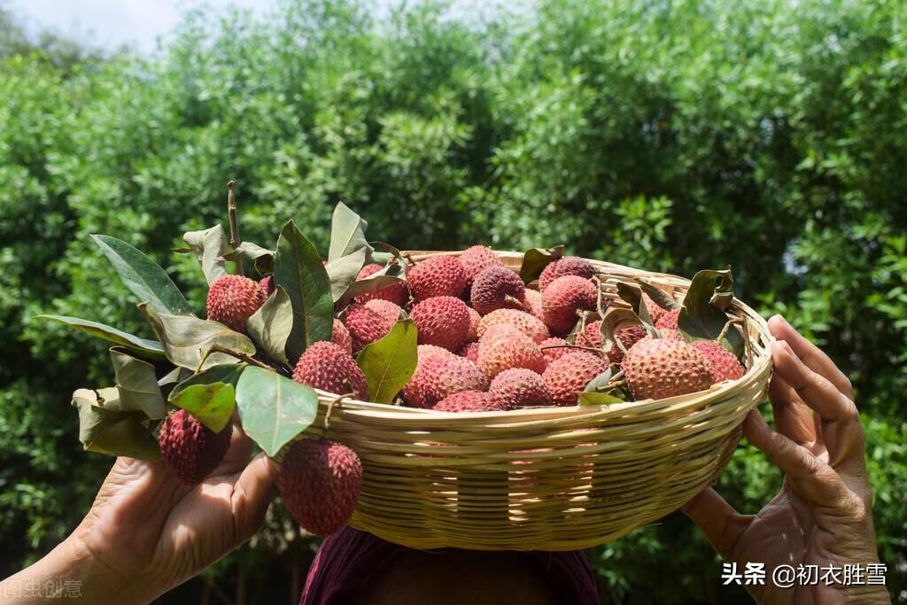 夏至六首古诗赏析（夏至先红惟黑叶，晚霞红入荔枝天）