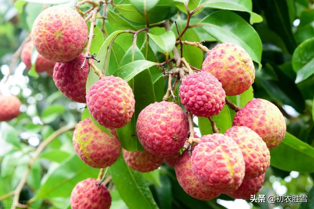 夏至六首古诗赏析（夏至先红惟黑叶，晚霞红入荔枝天）