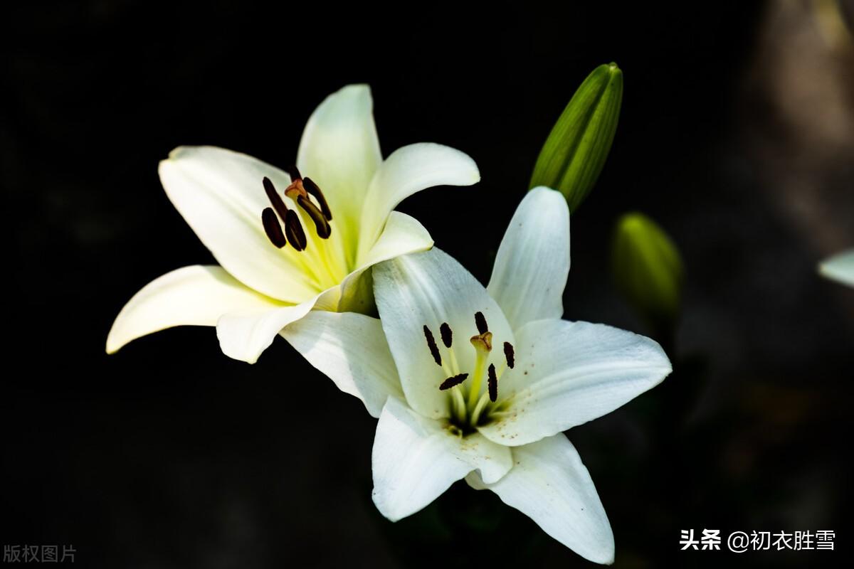 夏花百合六首古诗（花气宜人百合传，与君重结后生缘）