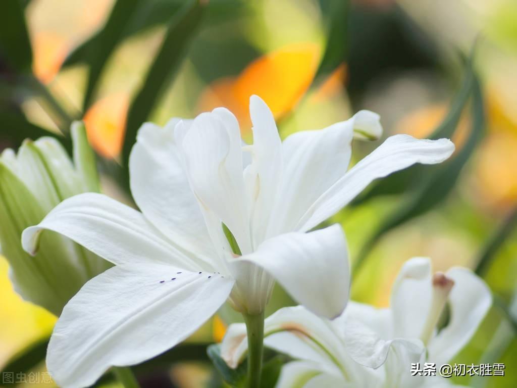 夏花百合六首古诗（花气宜人百合传，与君重结后生缘）